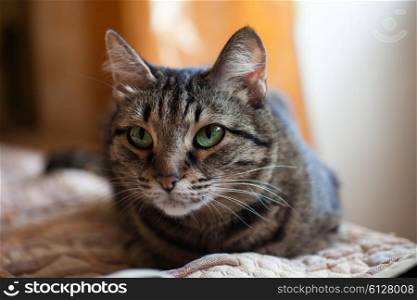 Green-eyed domestic cat lying on the bed