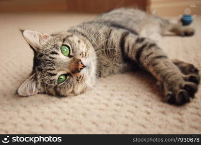 Green eyed kitten relaxing on cream carpet