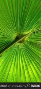 Green fan palm leaf for background texture