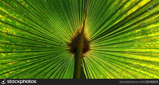 Green fan palm leaf for background texture
