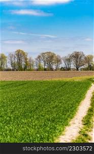 Green farmers field. Rural landscape