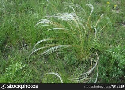 Green feather grass on a background