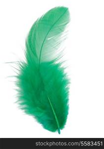 Green feather isolated on white background cutout