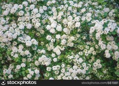Green fence of blooming Spirea Wangutta with white flowers
