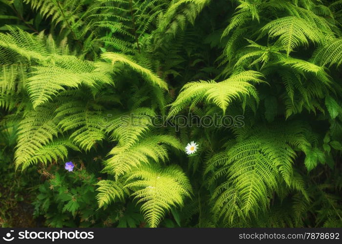 Green fern background