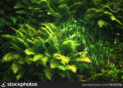 Green fern background