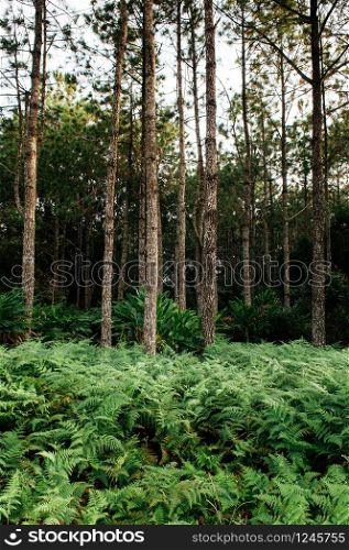 Green fern bush lush fresh pure natural forest background, Tropical forest plant wallpaper. Phu Kradueng national park, Loei - Thailand