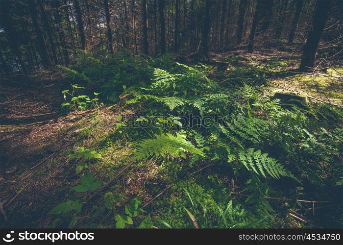 Green fern in a dark forest with pine trees