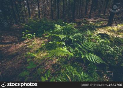Green fern in a dark forest with pine trees