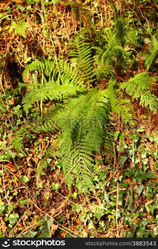 Green fern in the forest and climbing ivy