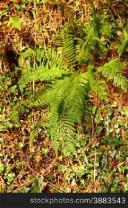 Green fern in the forest and climbing ivy