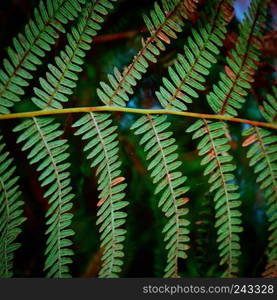 green fern leaf