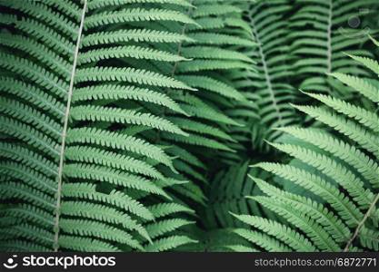 Green fern leaf background pattern