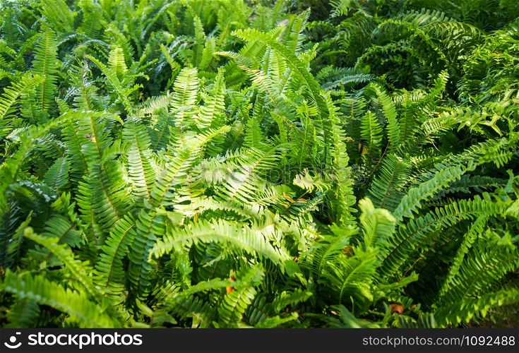 Green fern leaf texture background in the jungle