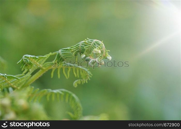 green fern leaf textured in the nature in summer