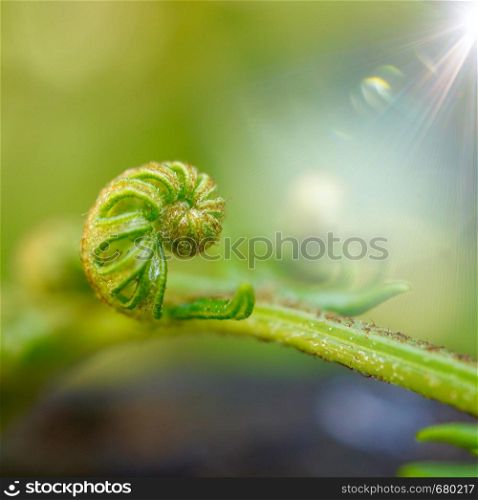 green fern leaf textured in the nature in summer