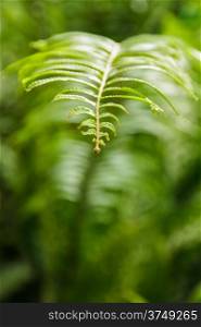 green fern leaf, thailand fern in Thailand