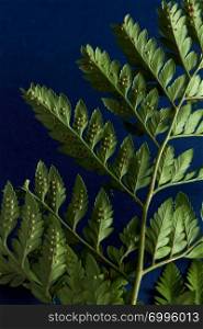 Green fern leaves backside on a dark blue background with copy space. Foliage background. Flat lay. Fern presented on a dark blue background with copy space. Beautiful natural layout. Flat lay
