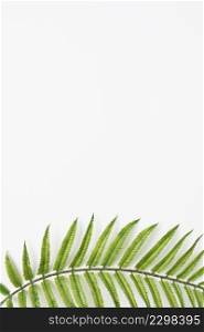 green fern leaves bottom white background