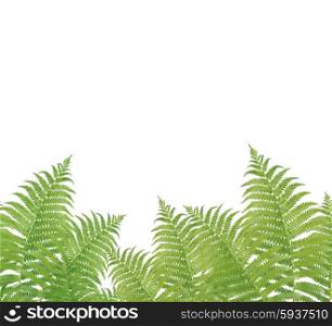 Green Fern Leaves Isolated on White Background