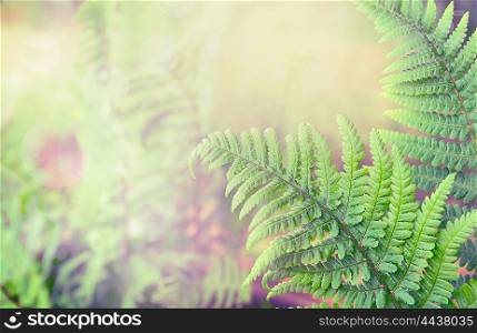 Green fern leaves on blurred nature background, toned