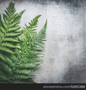 Green fern leaves on gray rustic concrete background , top view, place for text.
