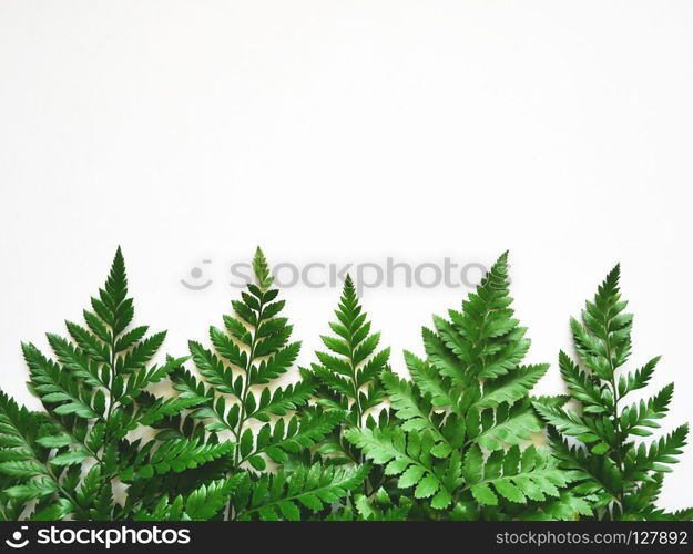 Green fern leaves on white background. Flat lay. Nature concept.. Green fern leaves.