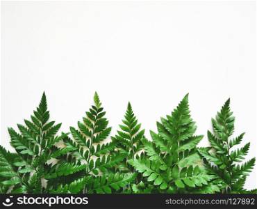 Green fern leaves on white background. Flat lay. Nature concept.. Green fern leaves.