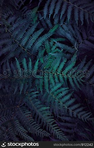 green fern plant in the nature in autumn, green background