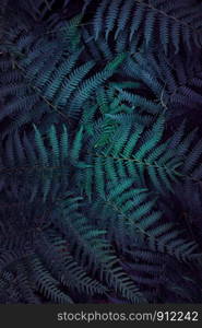 green fern plant in the nature in autumn, green background