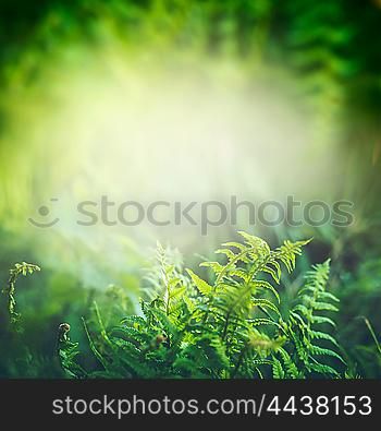 Green Fern plant in tropical jungle or rain forest with sun light, outdoor nature background