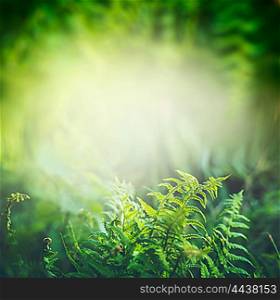 Green Fern plant in tropical jungle or rain forest with sun light, outdoor nature background