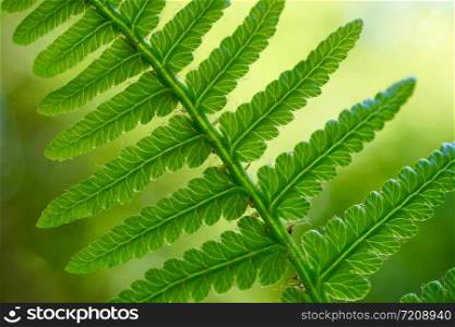 green fern plant leaf in the nature in autumn