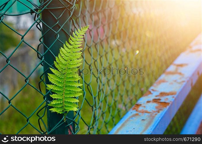 green fern plant leaf textured in summer in the nature