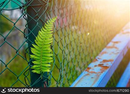 green fern plant leaf textured in summer in the nature