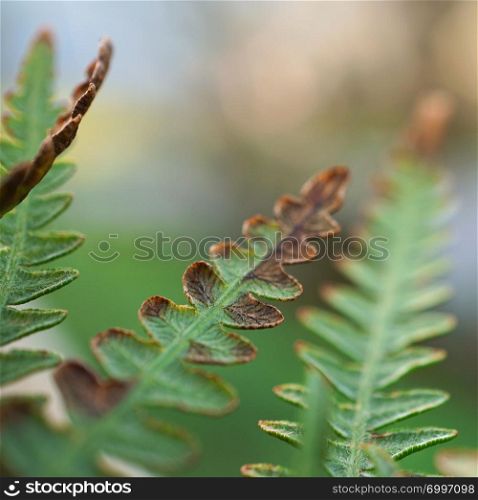 green fern plant leaves in the garden