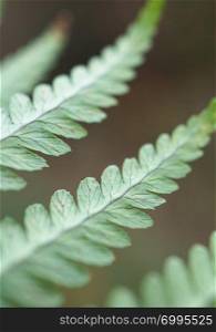 green fern plant leaves texture