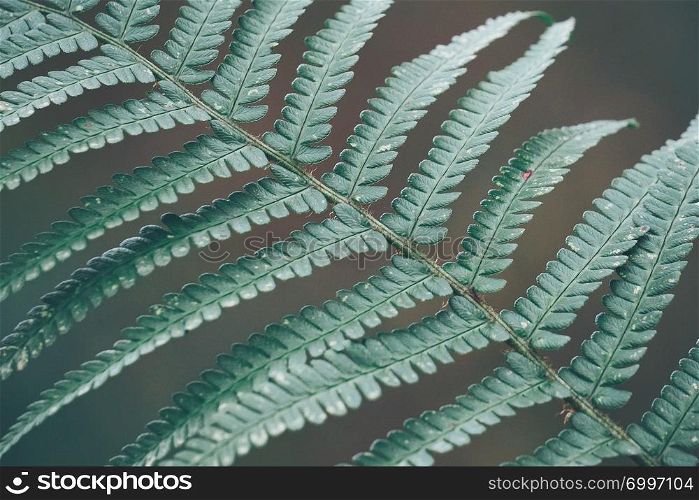 green fern plant leaves texture