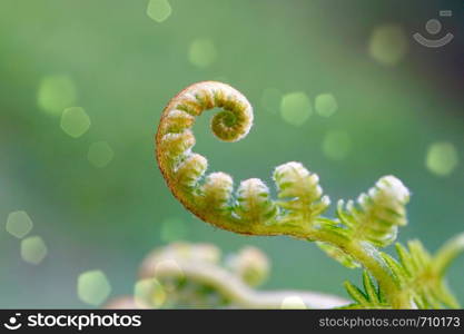 green fern plant leaves textured in the nature in summer