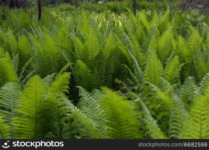 Green ferns plant in the forest in sunny summer evening. Green ferns plant