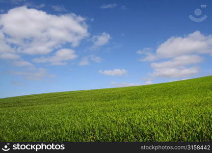 Green field