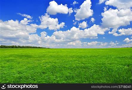 Green field against the blue sky in sanny day