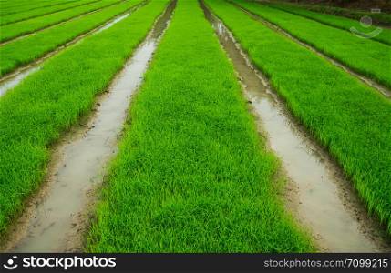 green field Agriculture landscape, plant farm