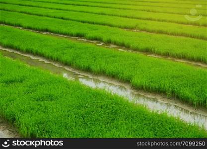 green field Agriculture landscape, plant farm