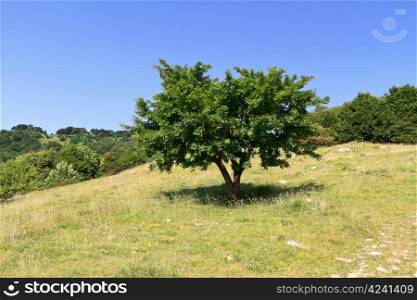 green field and beech tree in Italian country