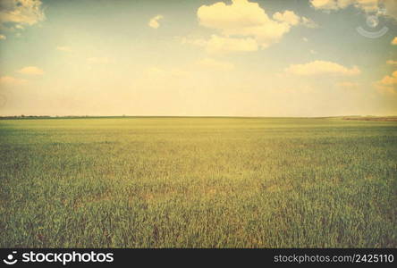 green field and blue sky