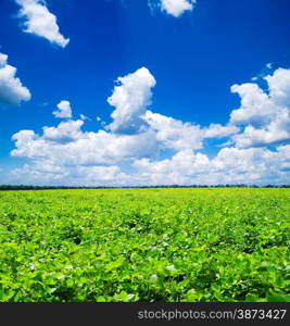 green field and blue sky