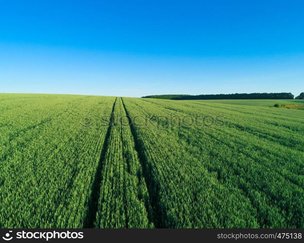 green field and blue sky