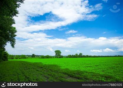 Green field and blue sky