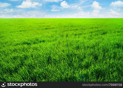 green field and blue sky